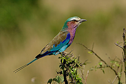 丁香,紫胸佛法僧,马塞马拉野生动物保护区,肯尼亚
