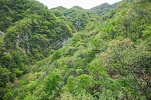 茂盛的山中树木