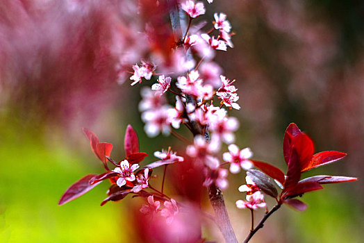 叶李,花开