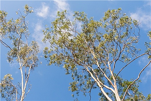 澳大利亚,橡胶树,桉树