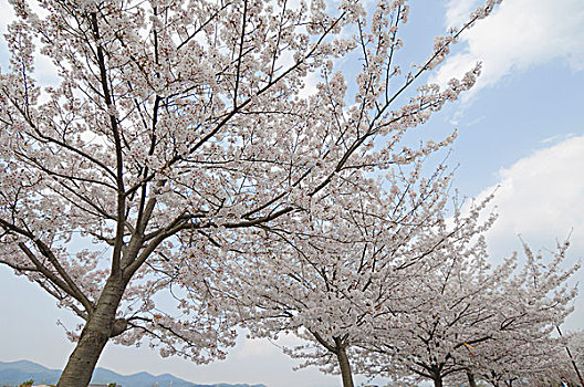 樱花,树,日本