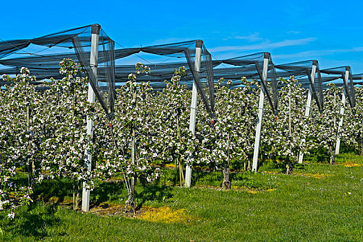 苹果树,种植园,低,树干,种植,花,瑟尔高,瑞士,欧洲