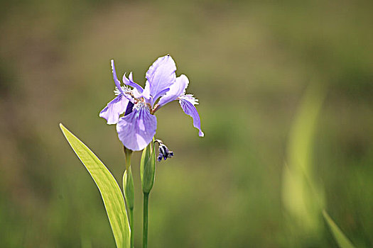 鸢尾花