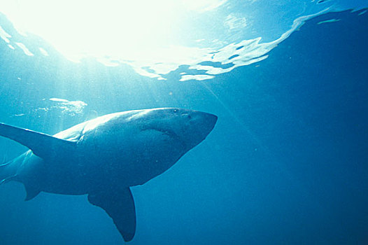 南非,大白鲨,沙鲨属