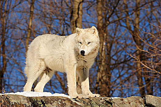 北极狼,极地,狼,白色,站立,积雪,石头,加拿大