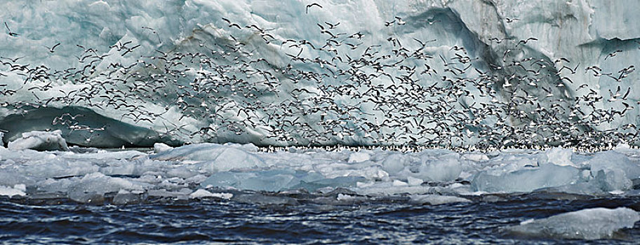 全景,三趾鸥,飞,过去,冰,悬崖,斯匹次卑尔根岛,斯瓦尔巴特群岛,挪威