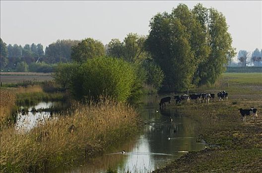 牛,喝,溪流,荷兰