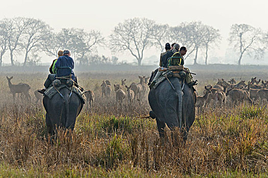 早,早晨,大象,旅游,卡齐兰加国家公园,阿萨姆邦,印度,亚洲