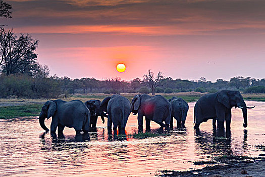 博茨瓦纳,奥卡万戈三角洲,大象,非洲象,牧群,日落