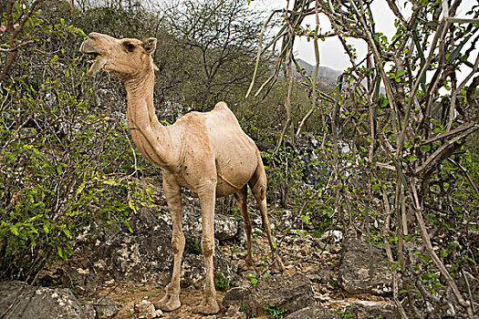 单峰骆驼,雾林,浏览,食物,草食动物,保护区,也门