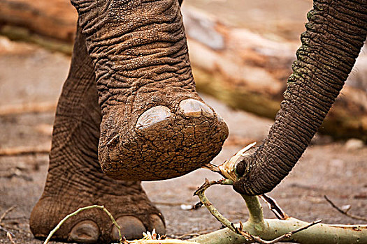 非洲象,脚,象鼻,露营,克鲁格国家公园,南非