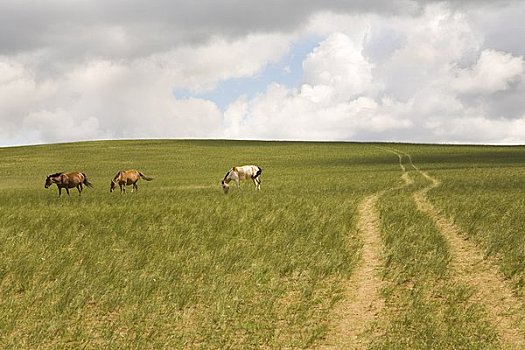 三个,马,放牧,草场,内蒙古,中国