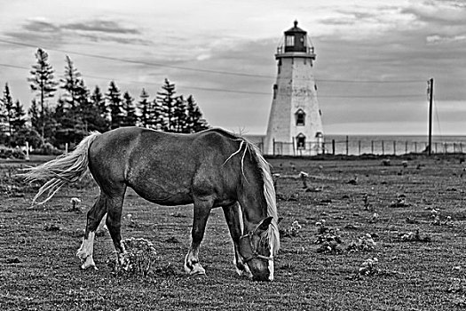 马,放牧,靠近,灯塔,爱德华王子岛,加拿大