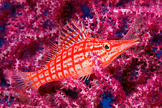 珊瑚,靠近,图兰奔,巴厘岛,印度尼西亚,太平洋,水下