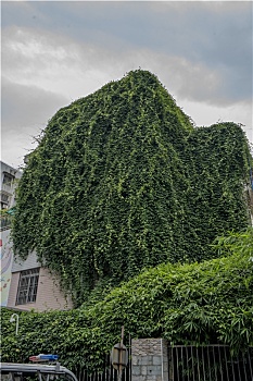 羊城广州夏天的绿植长在楼房上