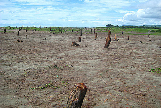 陆地,树,市场,地区,政府,法律,孟加拉,九月,2009年