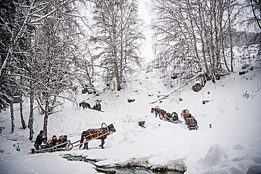 冬天,雪地,树林,马,雪撬