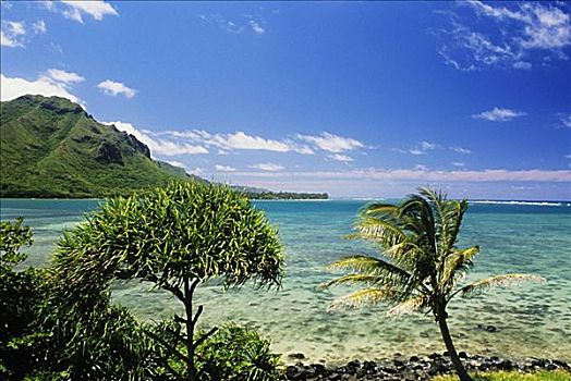夏威夷,瓦胡岛,湾,鲜明,蓝天,晶莹,清水,茂密,绿色,山峦,远景