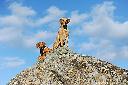 拉布拉多犬,黄色,狗,小狗,坐,石头