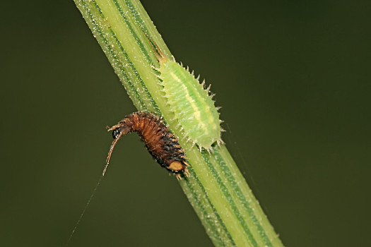 昆虫,甲虫类