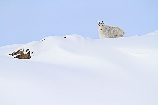 石山羊,雪羊,雪中,冰川国家公园,蒙大拿