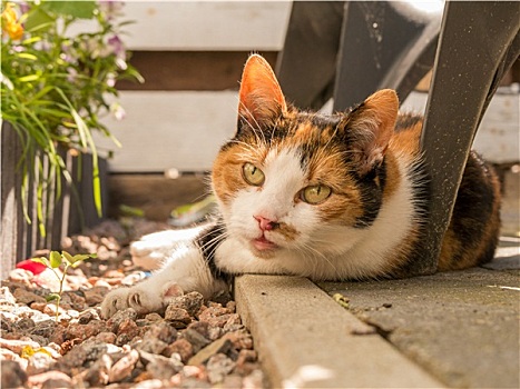 特写,照片,猫,椅子