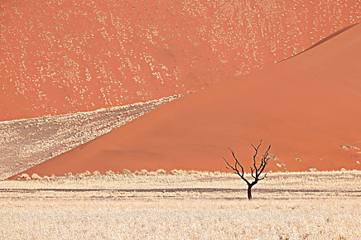 刺槐,索苏维来地区,纳米比亚,非洲