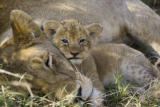 非洲狮,狮子,母兽,休息,四个,星期,老,幼兽,脆弱,马赛马拉国家保护区,肯尼亚