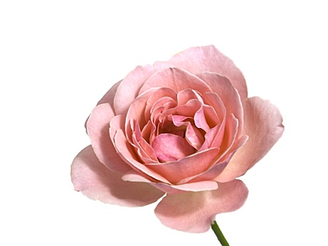 粉色,情人节,玫瑰,一个,茎