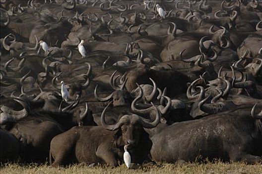 南非水牛,非洲水牛,牧群,休息,牛背鹭,非洲