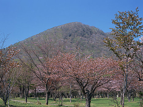樱桃树,樱花,公园