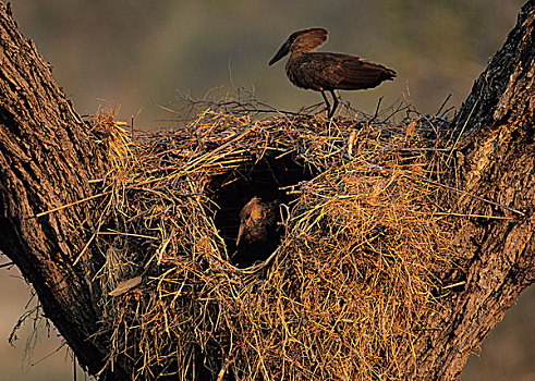 一对,巢,克鲁格国家公园,南非,非洲