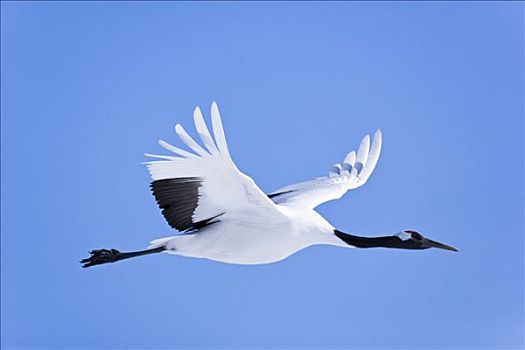 丹顶鹤,飞行,北海道,钏路地区,日本