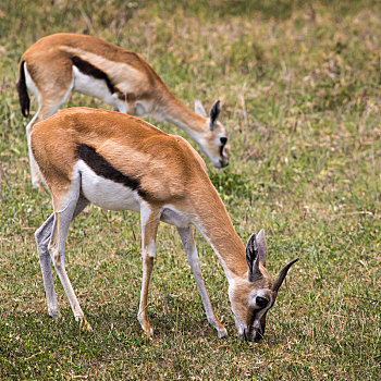 女性,黑斑羚,羚羊,马赛马拉国家保护区,肯尼亚