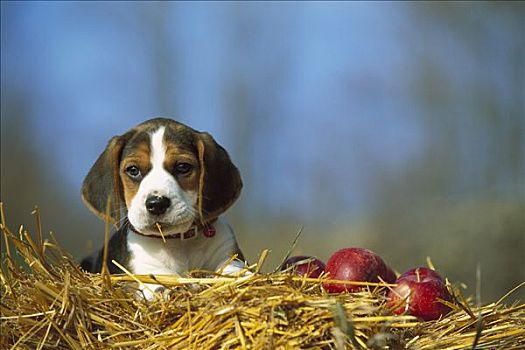 小猎犬,狗,肖像,小狗,苹果