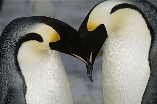 帝企鹅,求爱,阿特卡湾,南极