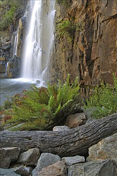 蕨类,老,原木,瀑布,格兰扁,国家公园,维多利亚,澳大利亚