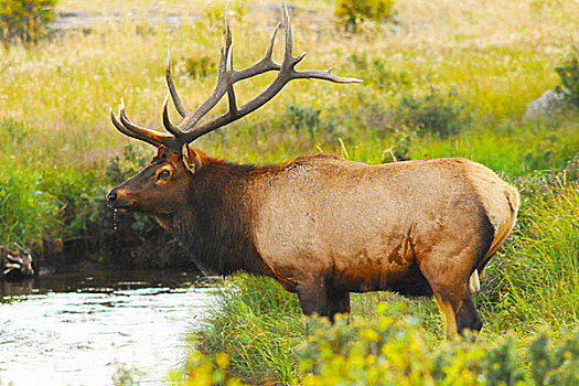 雄性,麋鹿,溪流,冰碛,公园,落基山国家公园,科罗拉多,美国