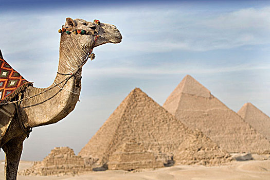 骆驼,金字塔,背景,开罗,埃及,非洲