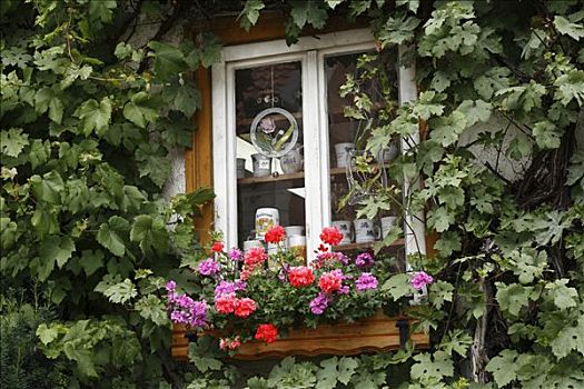 橱窗,天竺葵,缠绕,藤,坏,山峦,巴伐利亚,德国,欧洲