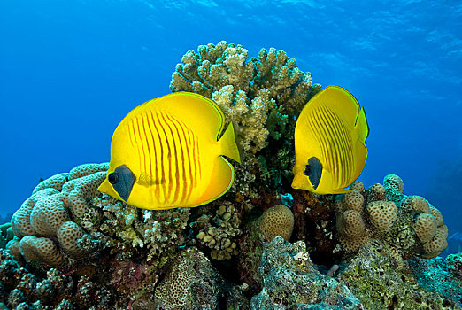 两个,蝴蝶鱼,黃色蝴蝶鱼,珊瑚礁,兄弟群岛,埃及,非洲