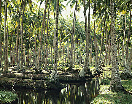 斯里兰卡,椰树,种植园