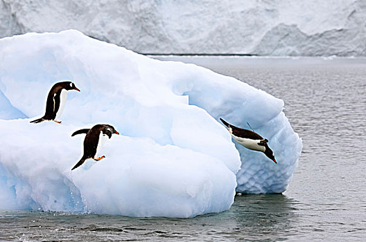 南极,港口,一个,巴布亚企鹅,冰山,水