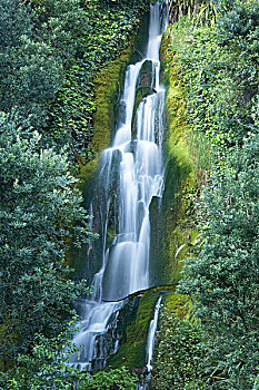 瀑布,百年,花园,纳皮尔,湾,北岛,新西兰