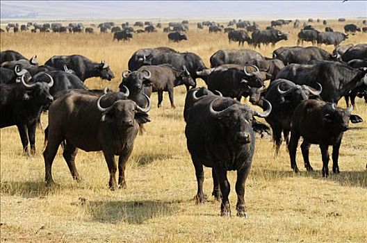 非洲水牛,南非水牛,恩格罗恩格罗,保护区,坦桑尼亚,非洲