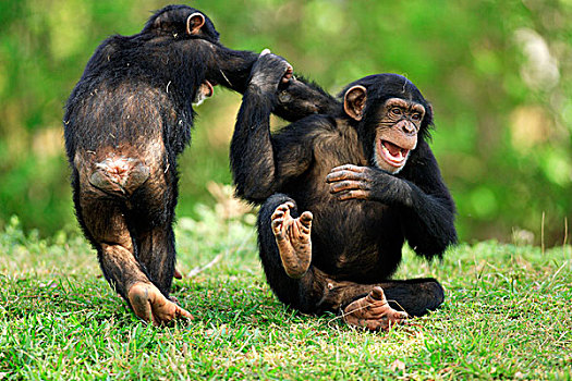 黑猩猩,两个,年轻,玩