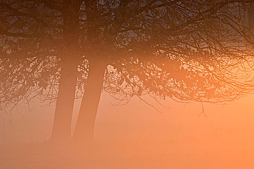 树,晨雾,生物保护区,中间,萨克森安哈尔特,德国,欧洲