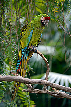 绿色,金刚鹦鹉,巴厘岛,印度尼西亚,亚洲