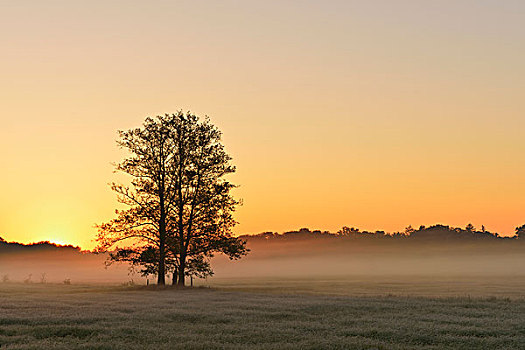 树,日出,自然保护区,黑森州,德国,欧洲