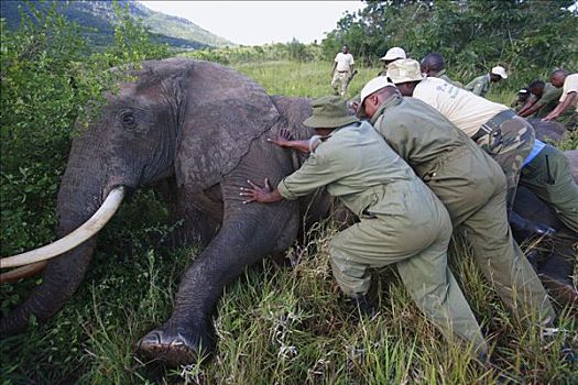 非洲象,避开,窒息,局部,查沃,大象,肯尼亚